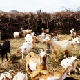 La Bouillonnante / La Bouillonnante (Santiago/Fogo/Boavista)